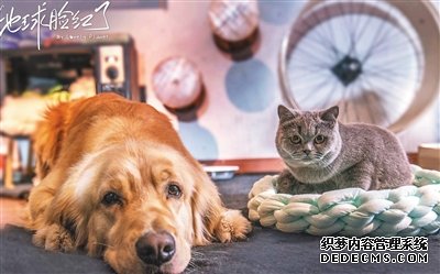 罗村复印机出租宠物演员参演剧集,绝不是走过场