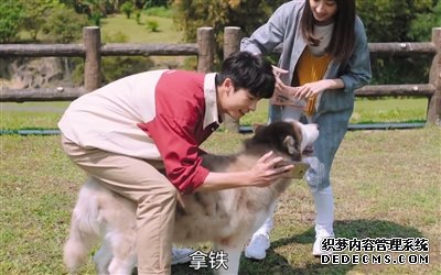 罗村复印机出租宠物演员参演剧集,绝不是走过场