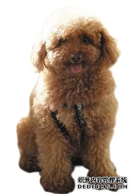 罗村复印机出租宠物演员参演剧集,绝不是走过场